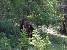 Canada-British Columbia-Thompson-Nicola Guest Ranch